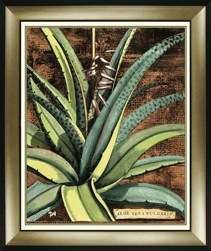 Graphic Aloe 3 *NEW*