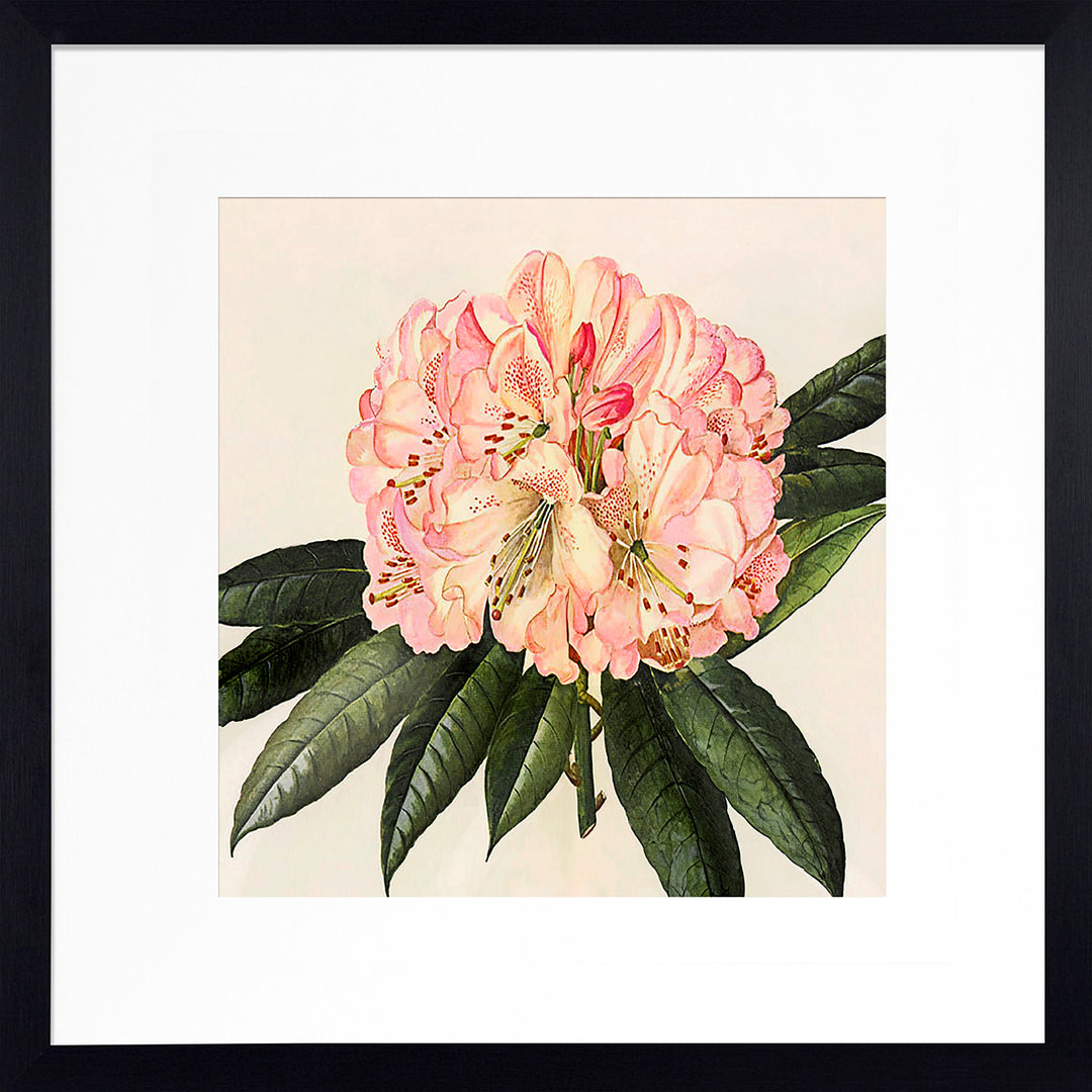 Pink Botanical I (Black Frame) by Livi Finn - TheArtistsQuarter
