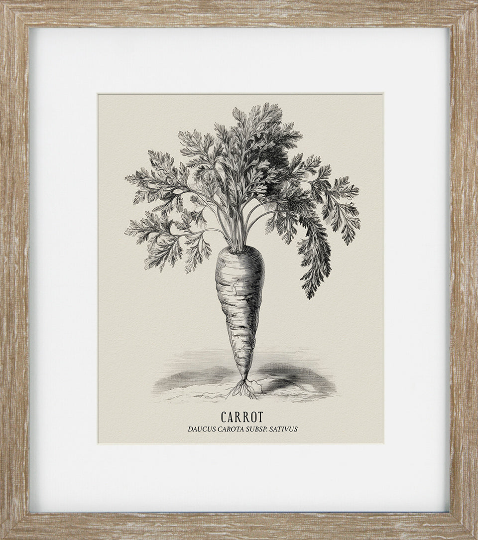 Vintage Veg Illustration I by None - TheArtistsQuarter
