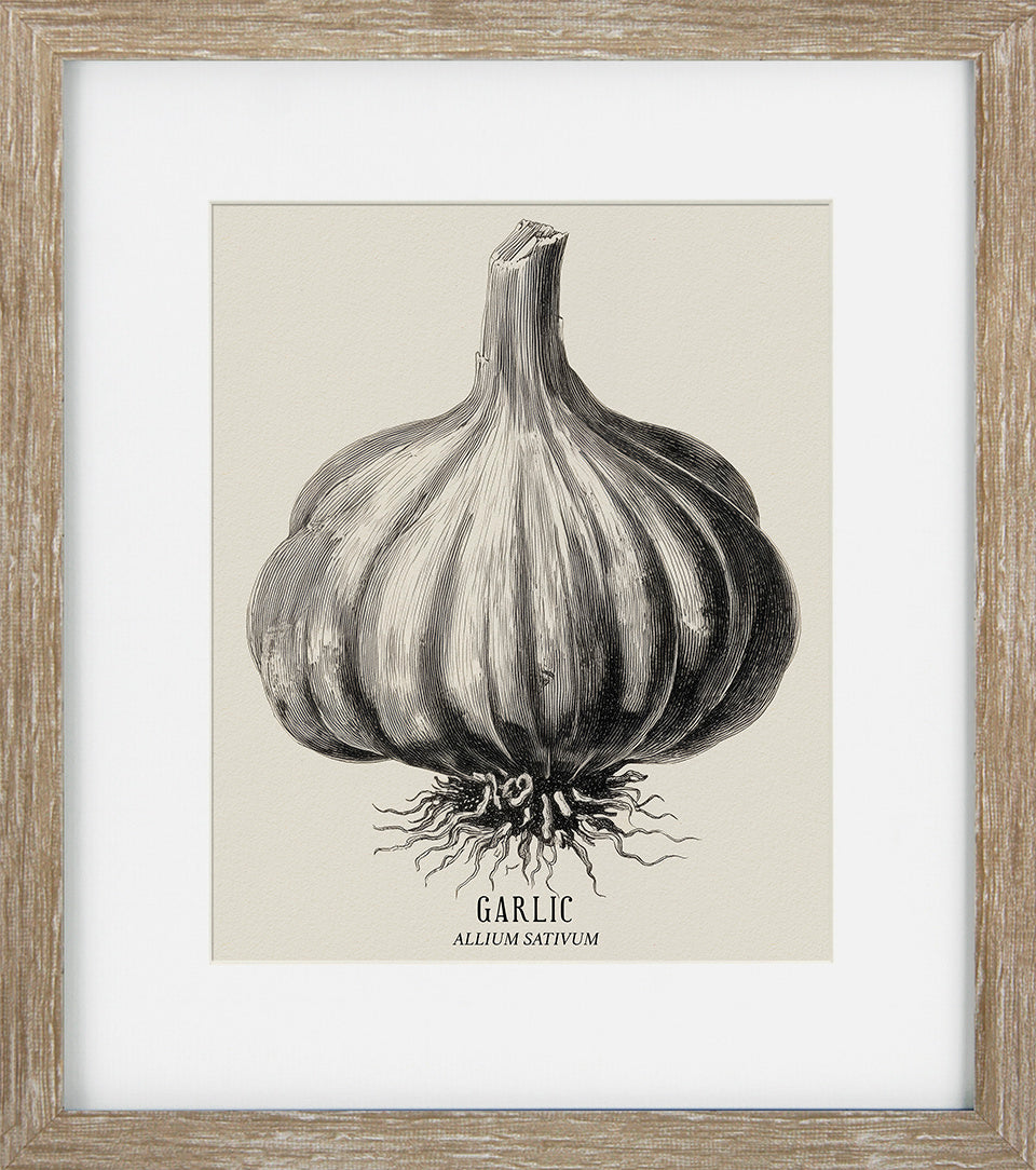 Vintage Veg Illustration III by None - TheArtistsQuarter