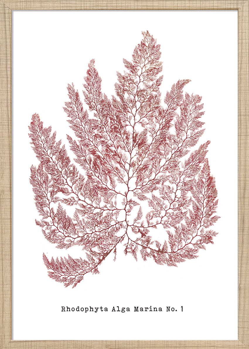 Sea Mosses I