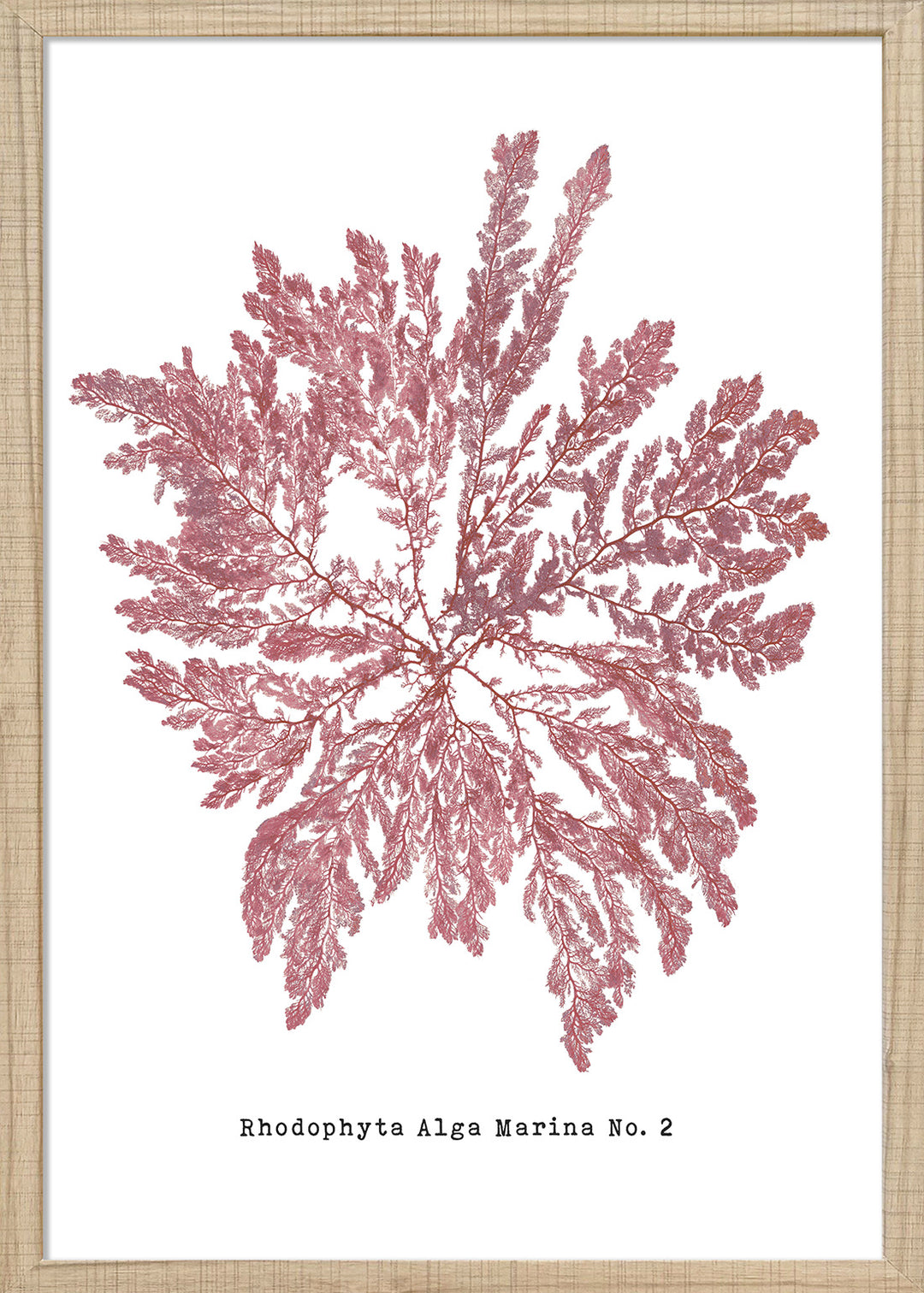 Sea Mosses II