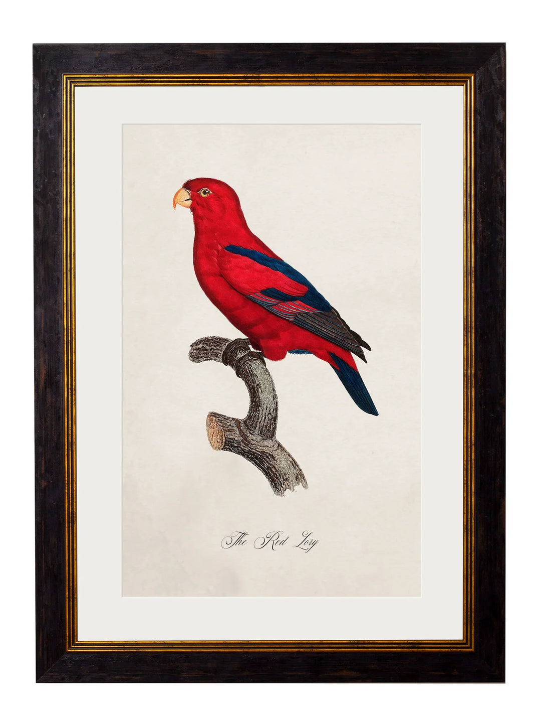 C.1800's Collection of Parrots - TheArtistsQuarter