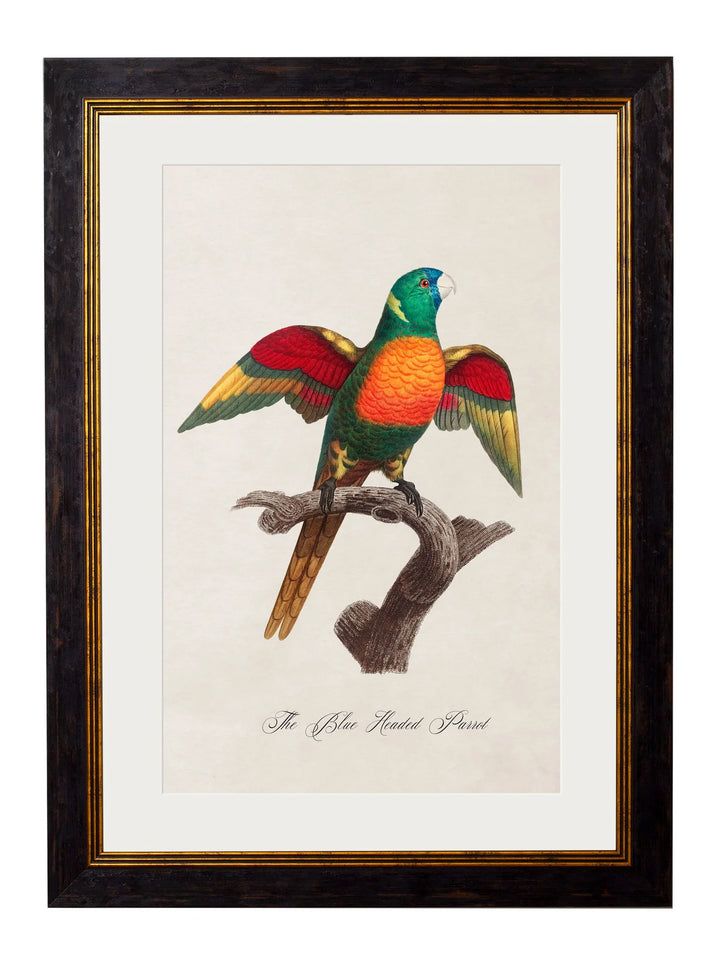 C.1800's Collection of Parrots - TheArtistsQuarter