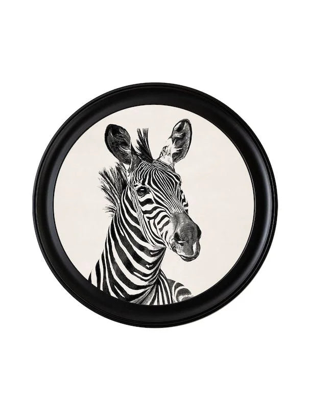 c1890 Zebra Illustrations in Round Frame🎄 🎄 - TheArtistsQuarter
