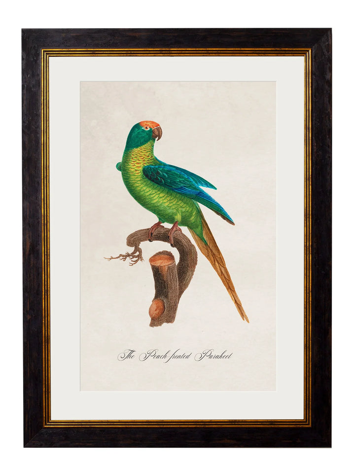 C.1800's Collection of Parrots - TheArtistsQuarter