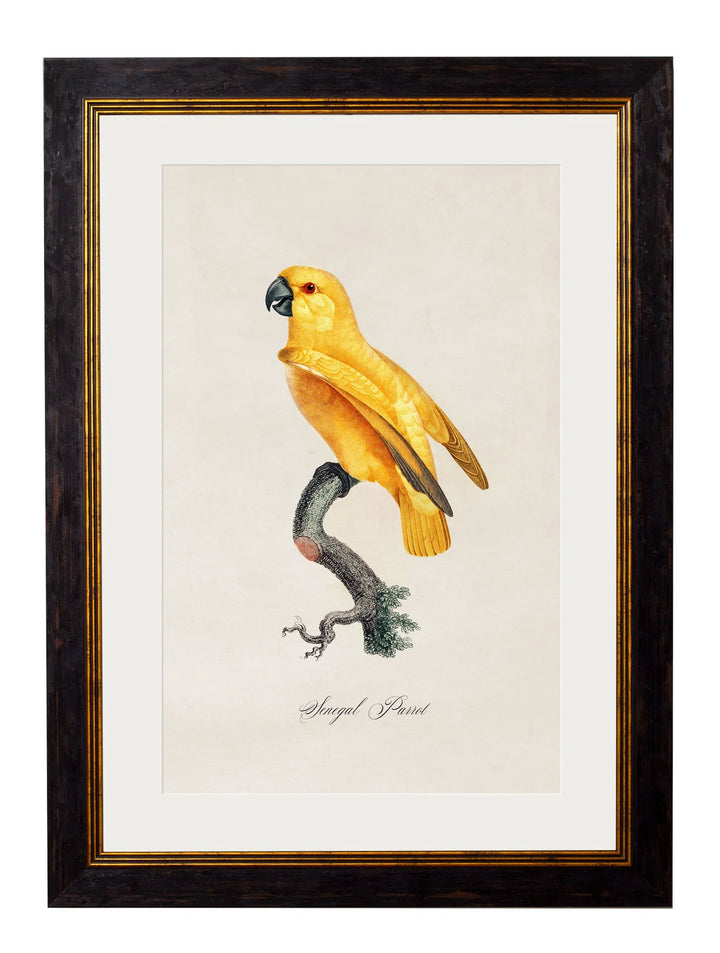 C.1800's Collection of Parrots - TheArtistsQuarter