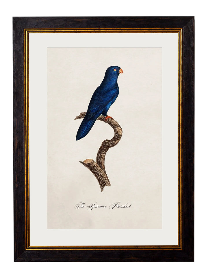 C.1800's Collection of Parrots - TheArtistsQuarter