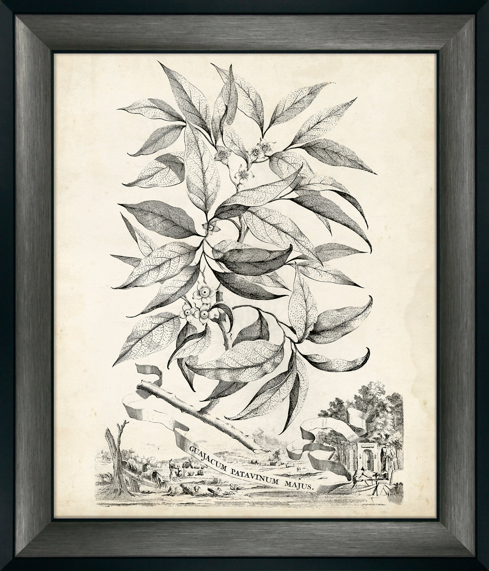 Scenic Botanical II by Abraham Munting framed botanical wall art