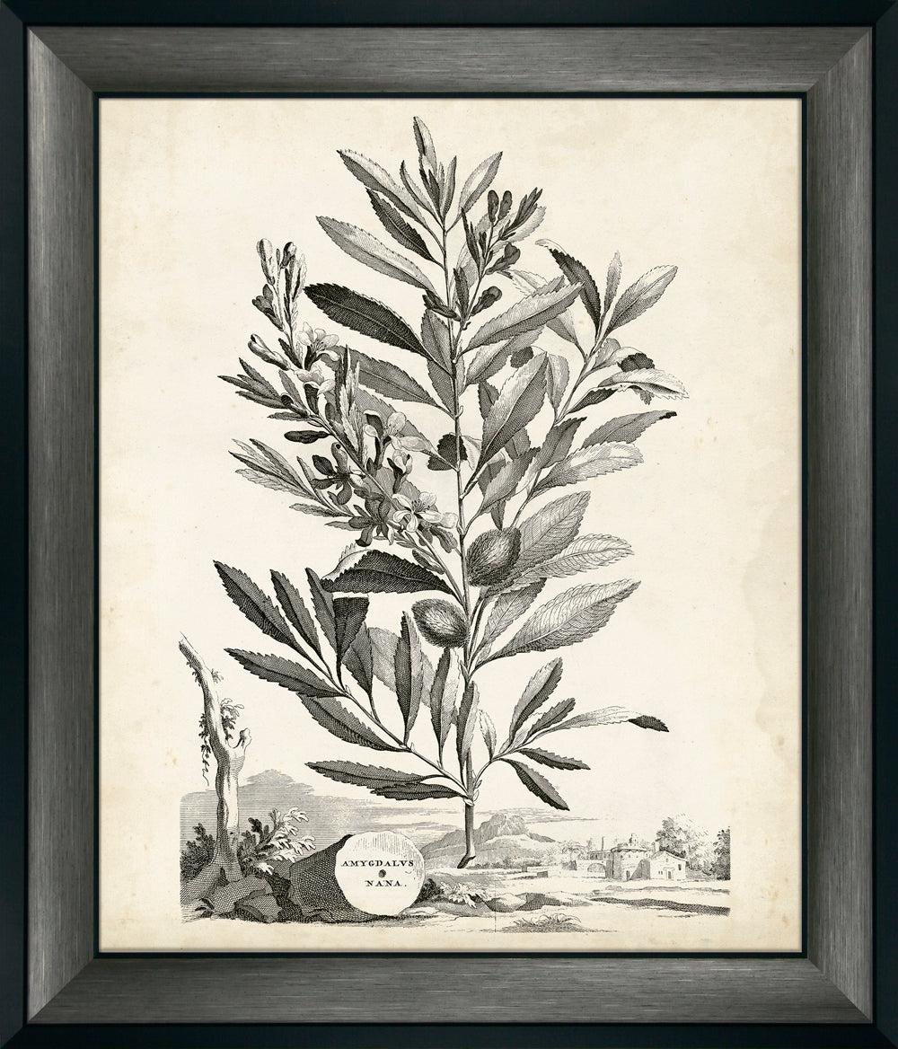 Scenic Botanical IV by Abraham Munting framed botanical wall art