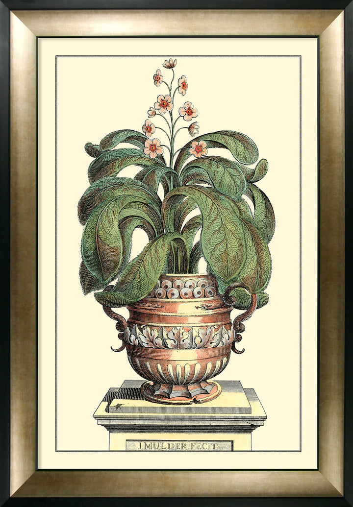 Antique Aloe II (Large) By Abraham Munting - TheArtistsQuarter