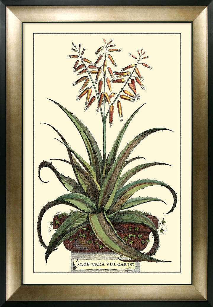 Antique Aloe III (Large) By Abraham Munting - TheArtistsQuarter