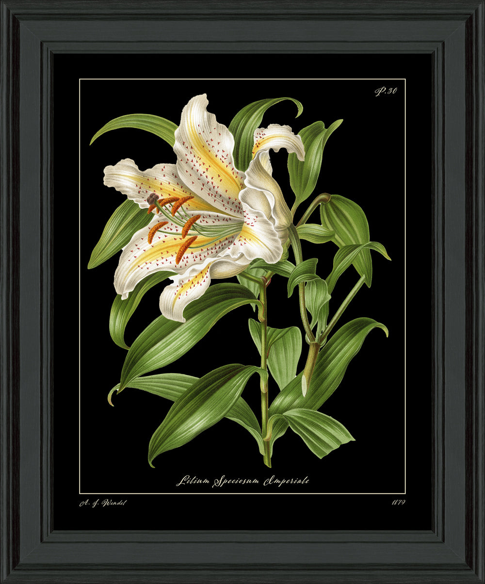 Lily Botanical *NEW* - TheArtistsQuarter