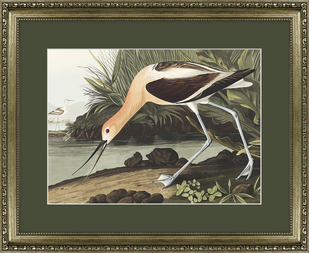 American Avocet *NEW* - TheArtistsQuarter