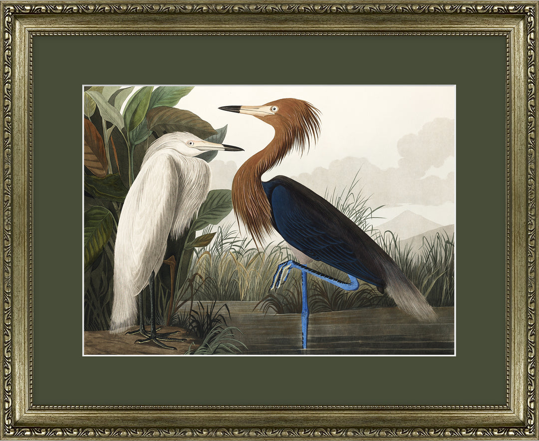 Purple Heron *NEW* - TheArtistsQuarter