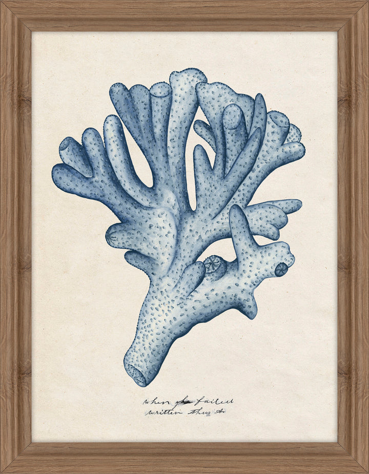 Sea Coral Study I By Melissa Wang - TheArtistsQuarter