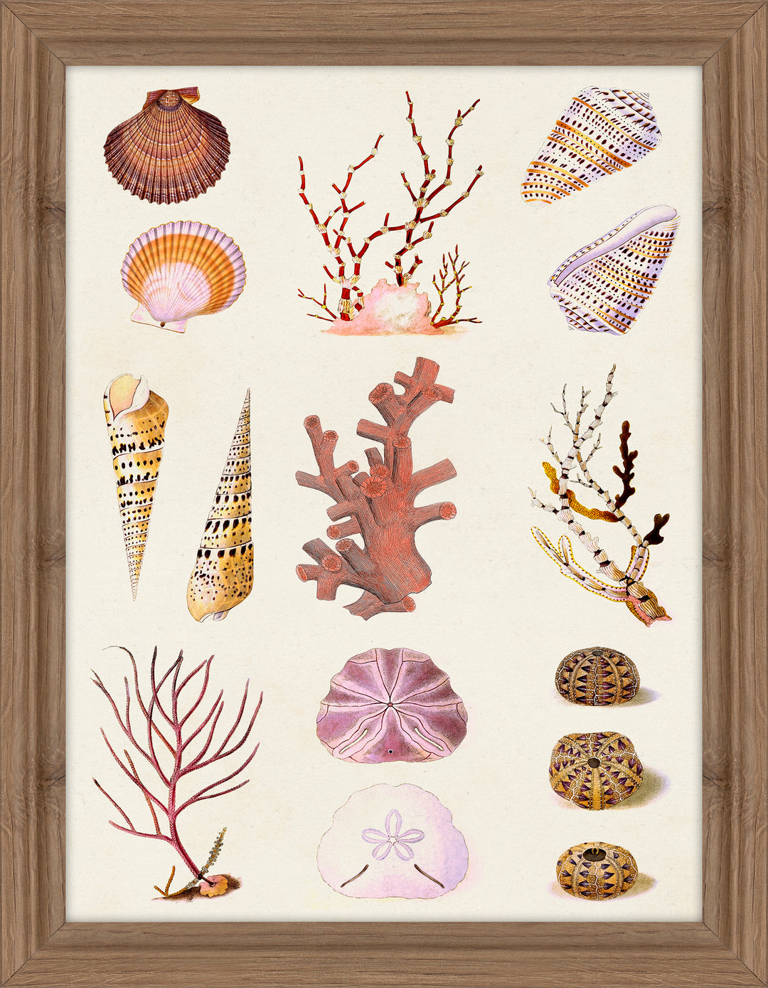 Coral and Shell Collage II By Vision Studio (Copy) - TheArtistsQuarter