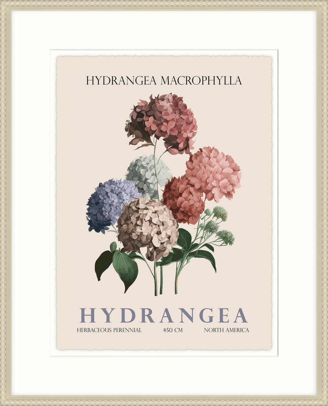 Hydrangea By Christopher Glampleto - TheArtistsQuarter