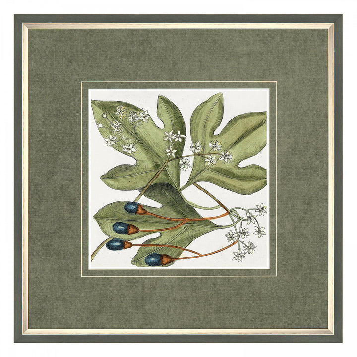 Botanical Beauty By Mark Catesby - TheArtistsQuarter