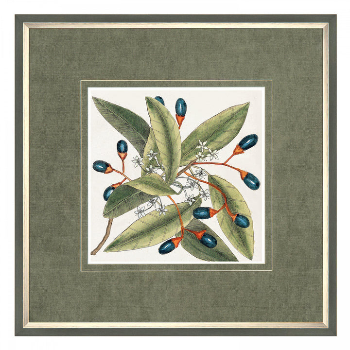 Botanical Style By Mark Catesby - TheArtistsQuarter