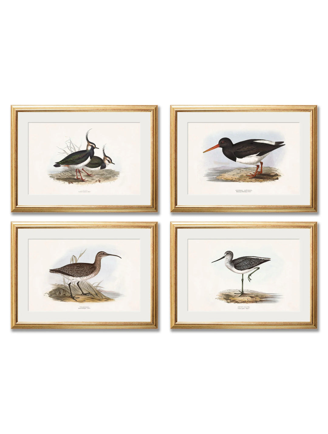 c.1837's British Coastal Birds - TheArtistsQuarter