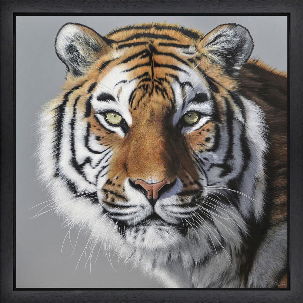 Martin Robson - Amur Tiger