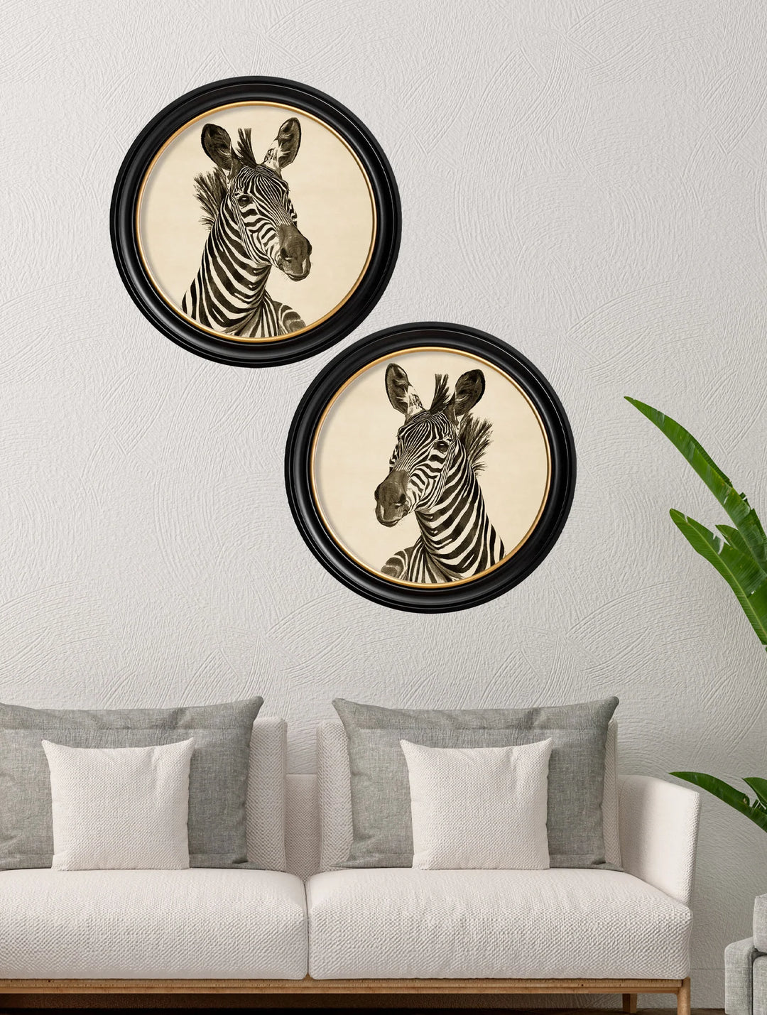 c1890 Zebra Illustrations in Round Frame - TheArtistsQuarter