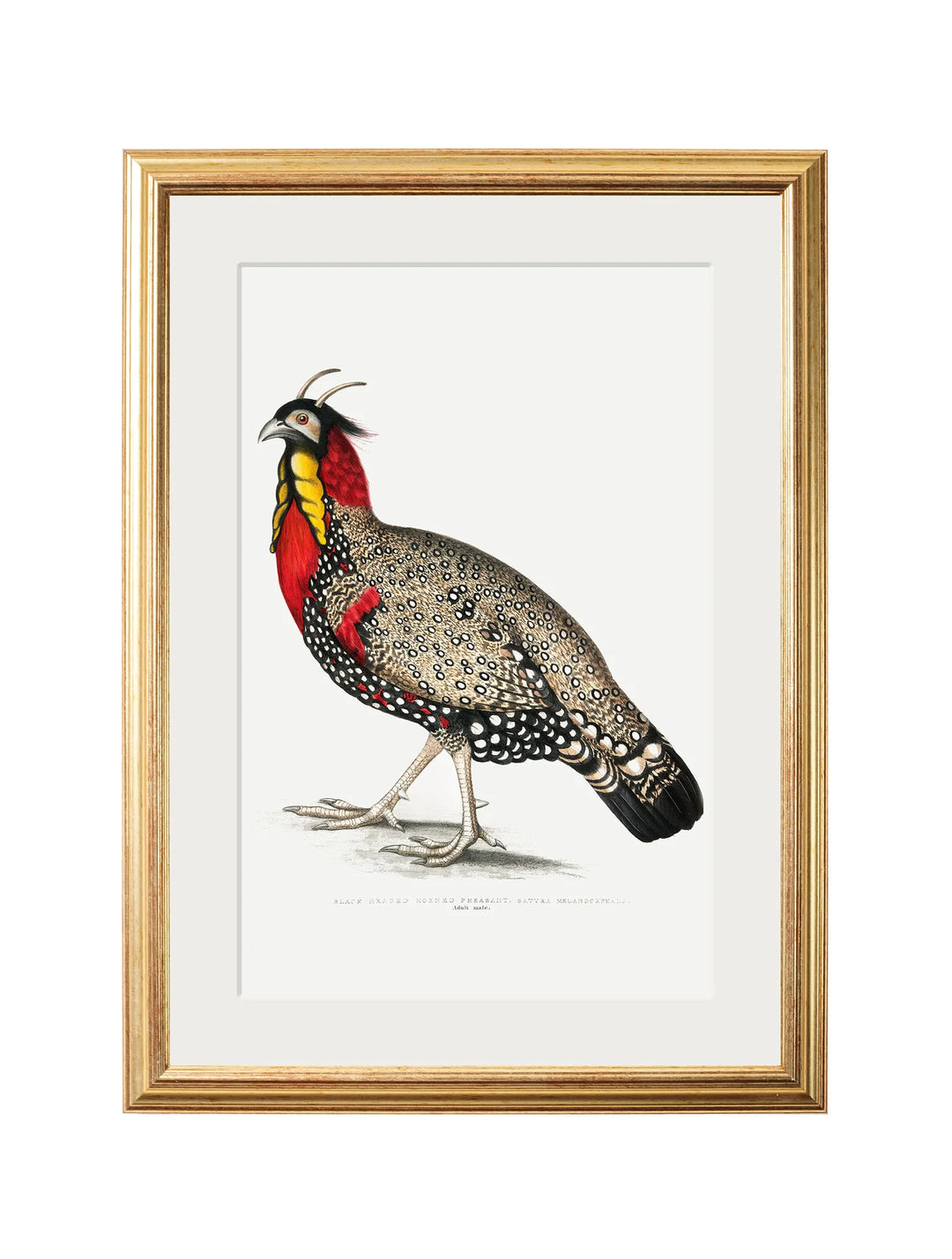 c.1800's Black Headed Pheasants - TheArtistsQuarter