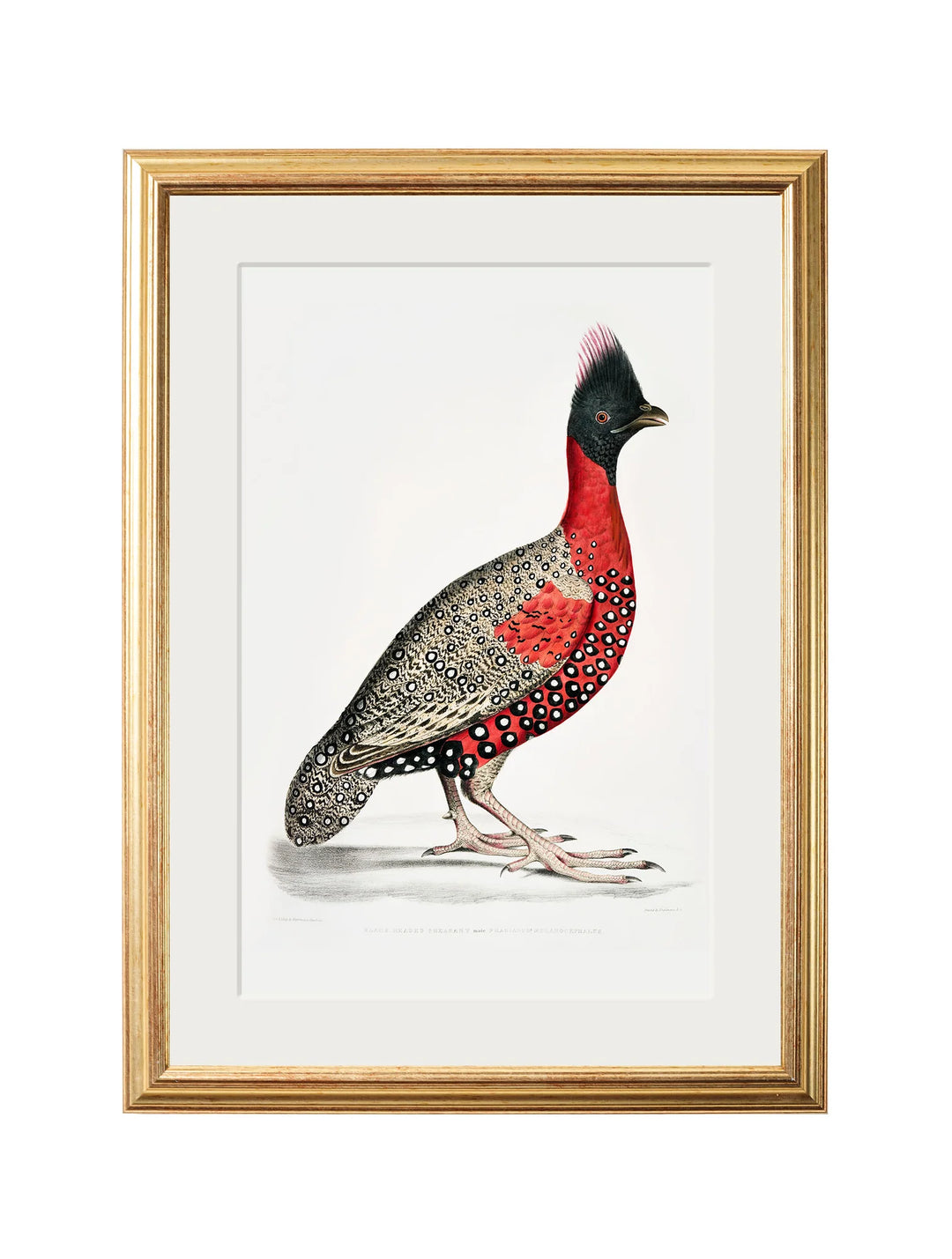 c.1800's Black Headed Pheasants - TheArtistsQuarter