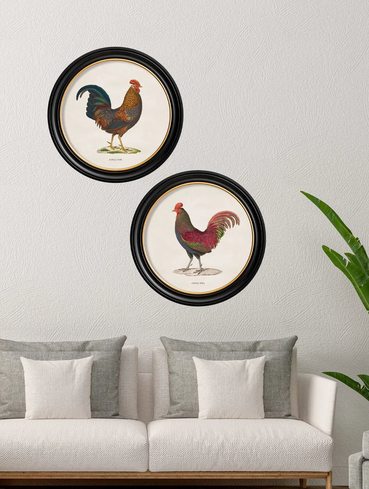 c.1838 Junglefowl in Round Frames - TheArtistsQuarter