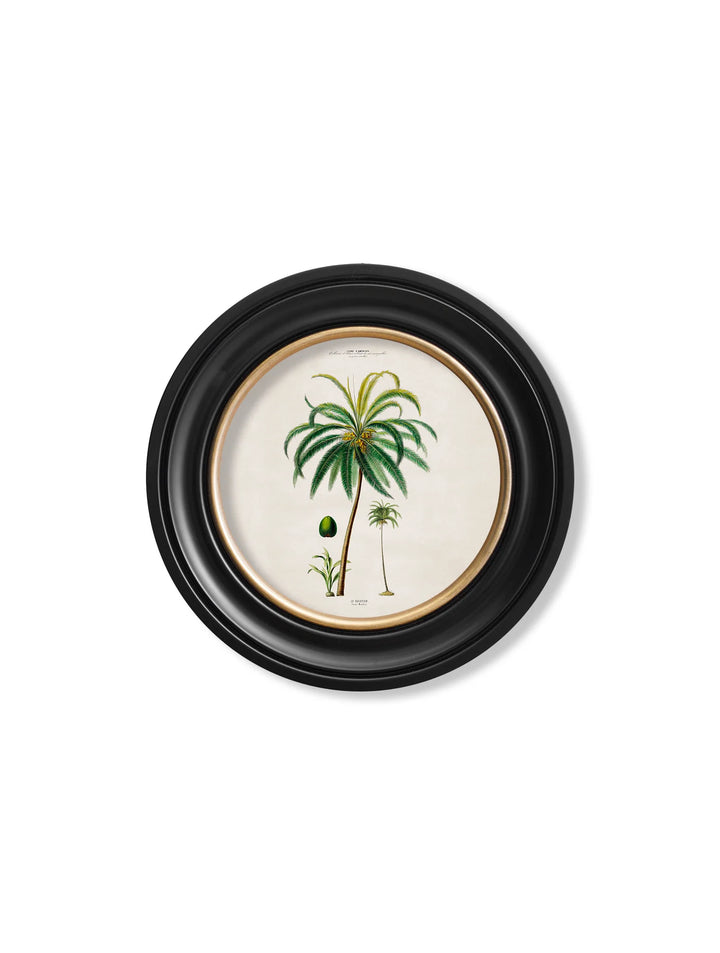 c.1843 Studies of South American Palm Trees in Round Frames - TheArtistsQuarter