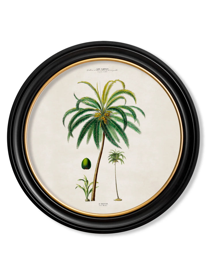 c.1843 Studies of South American Palm Trees in Round Frames - TheArtistsQuarter