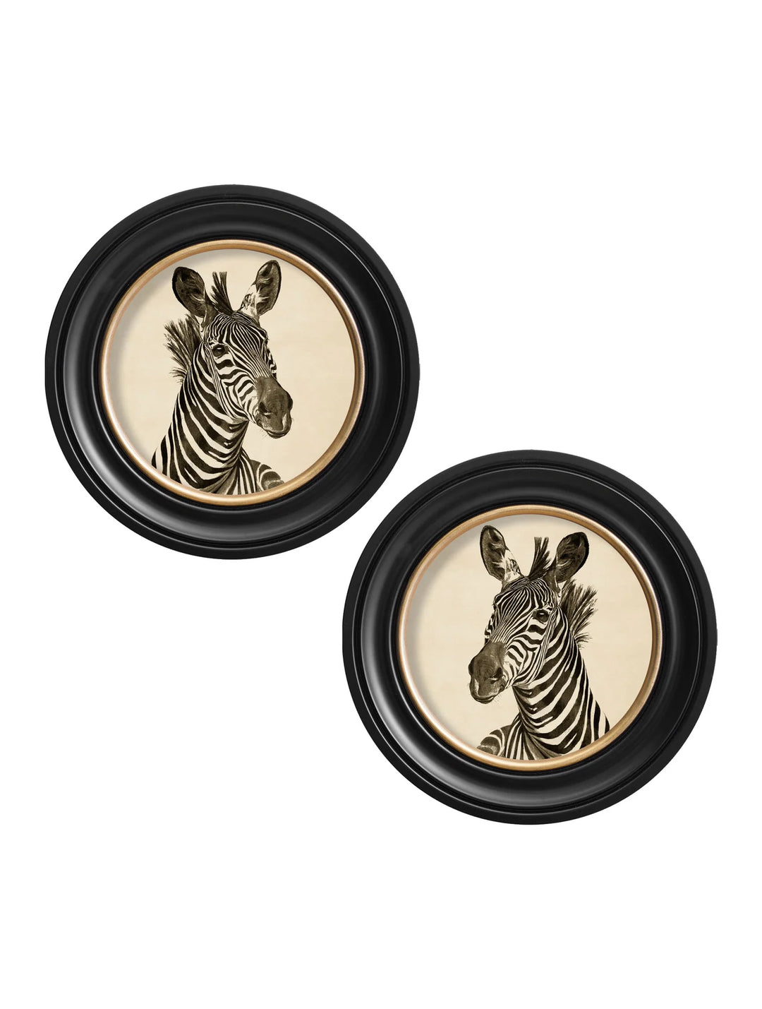c1890 Zebra Illustrations in Round Frame - TheArtistsQuarter