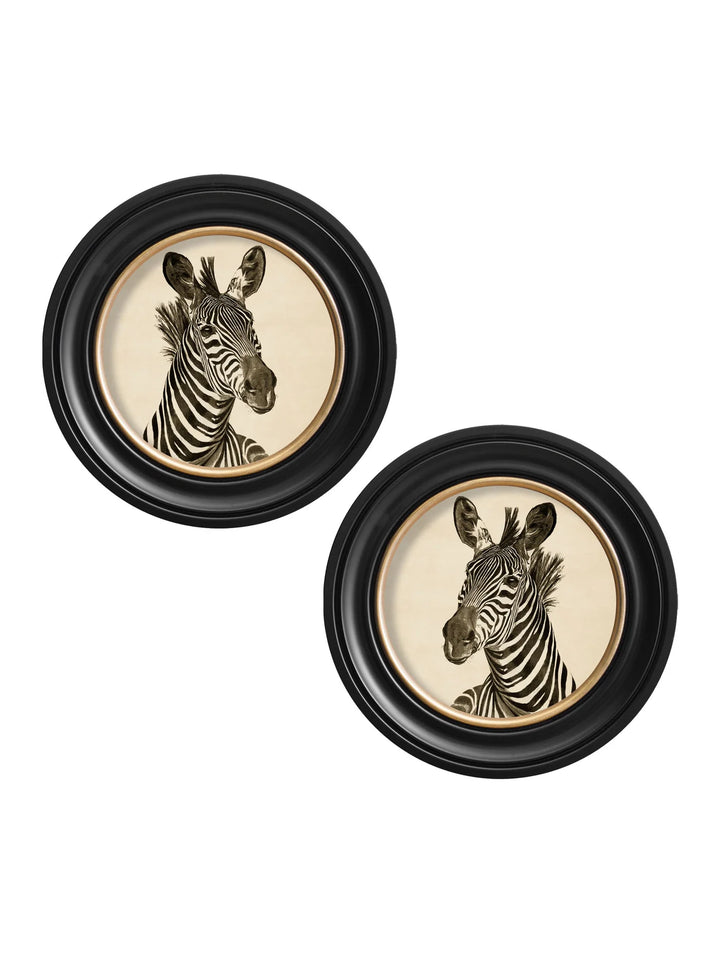 c1890 Zebra Illustrations in Round Frame - TheArtistsQuarter