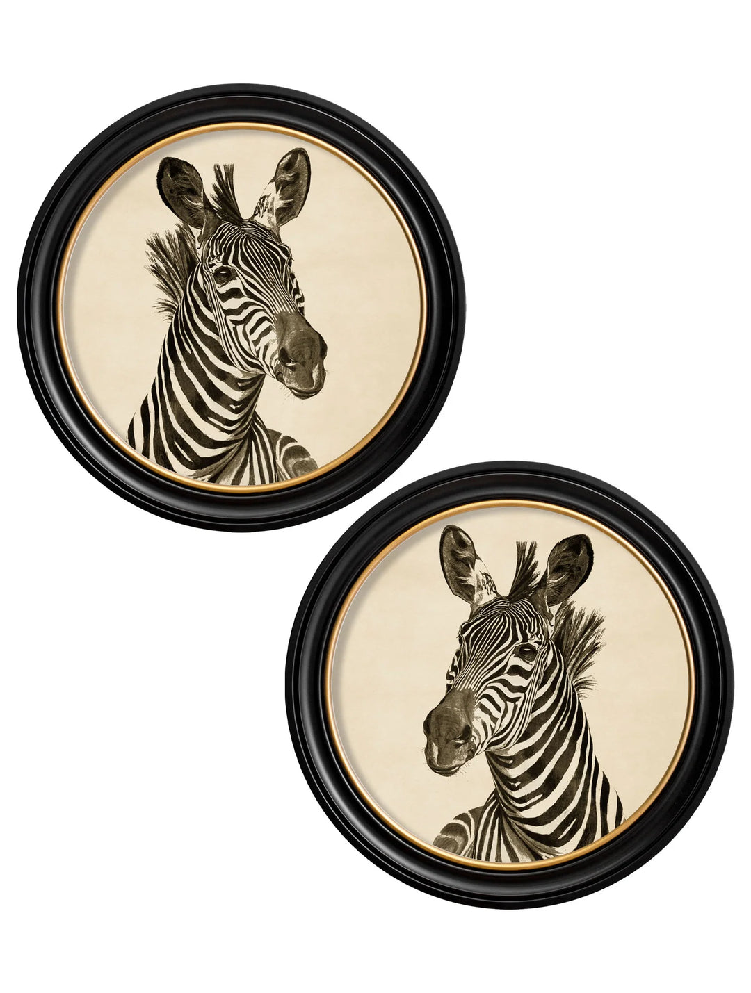 c1890 Zebra Illustrations in Round Frame - TheArtistsQuarter