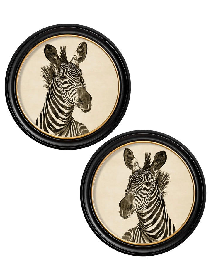 c1890 Zebra Illustrations in Round Frame - TheArtistsQuarter