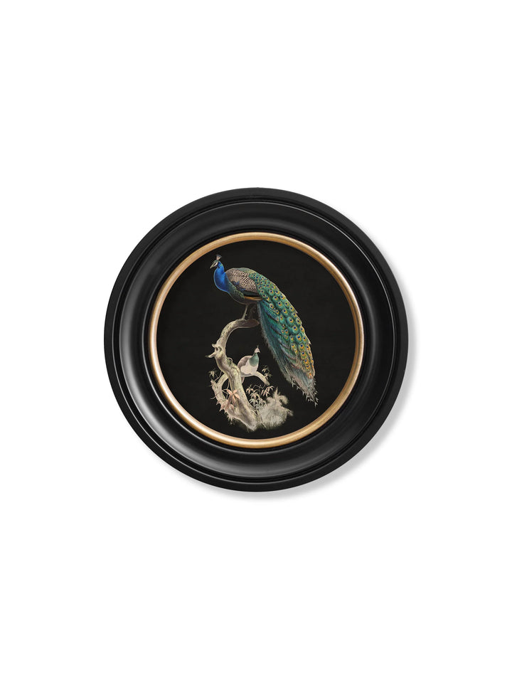 c.1847 Peacock in Round Frame🎄 🎄 - TheArtistsQuarter