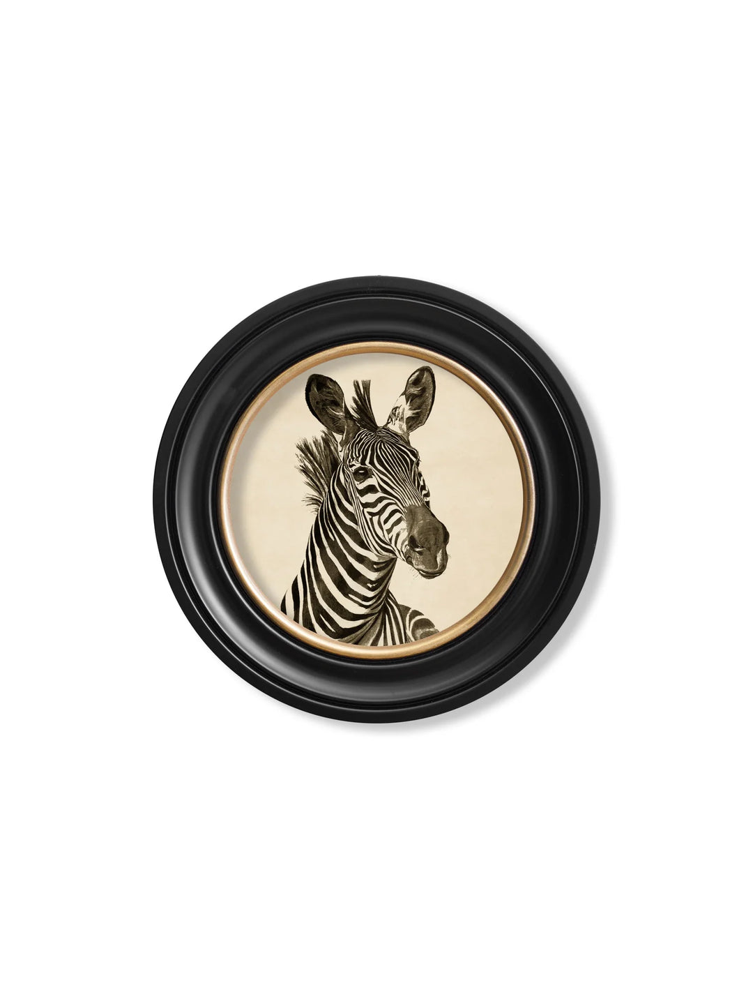 c1890 Zebra Illustrations in Round Frame - TheArtistsQuarter