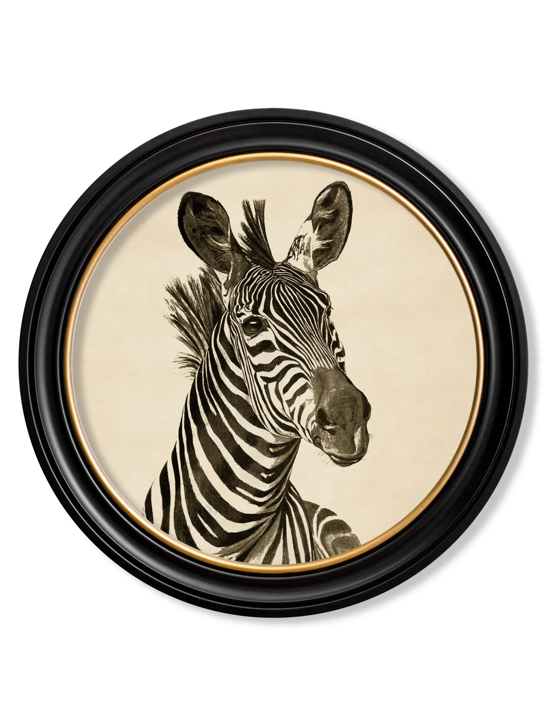 c1890 Zebra Illustrations in Round Frame - TheArtistsQuarter