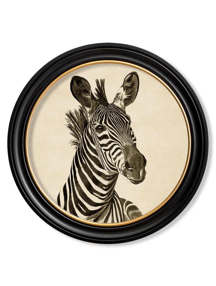 c1890 Zebra Illustrations in Round Frame - TheArtistsQuarter