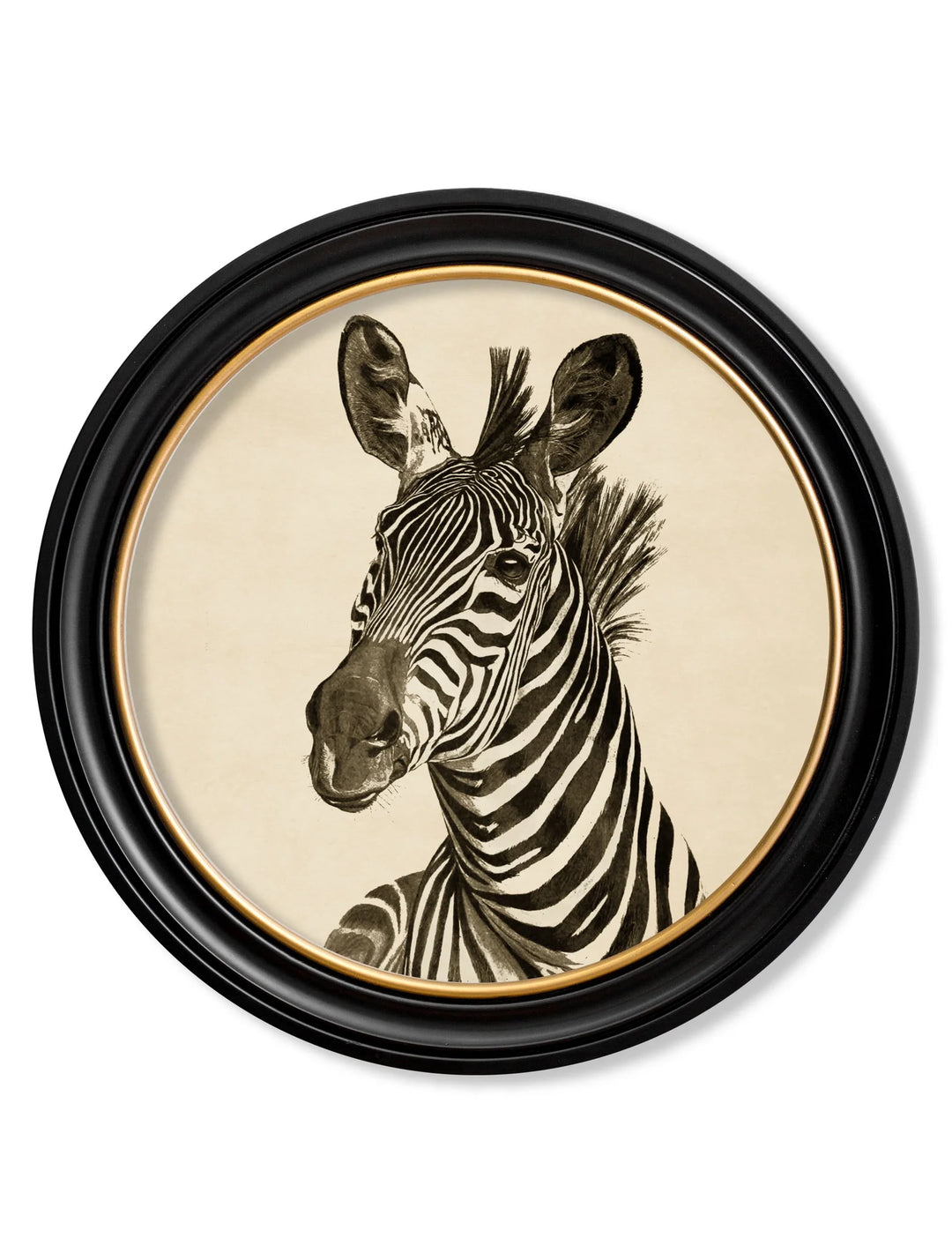 c1890 Zebra Illustrations in Round Frame - TheArtistsQuarter