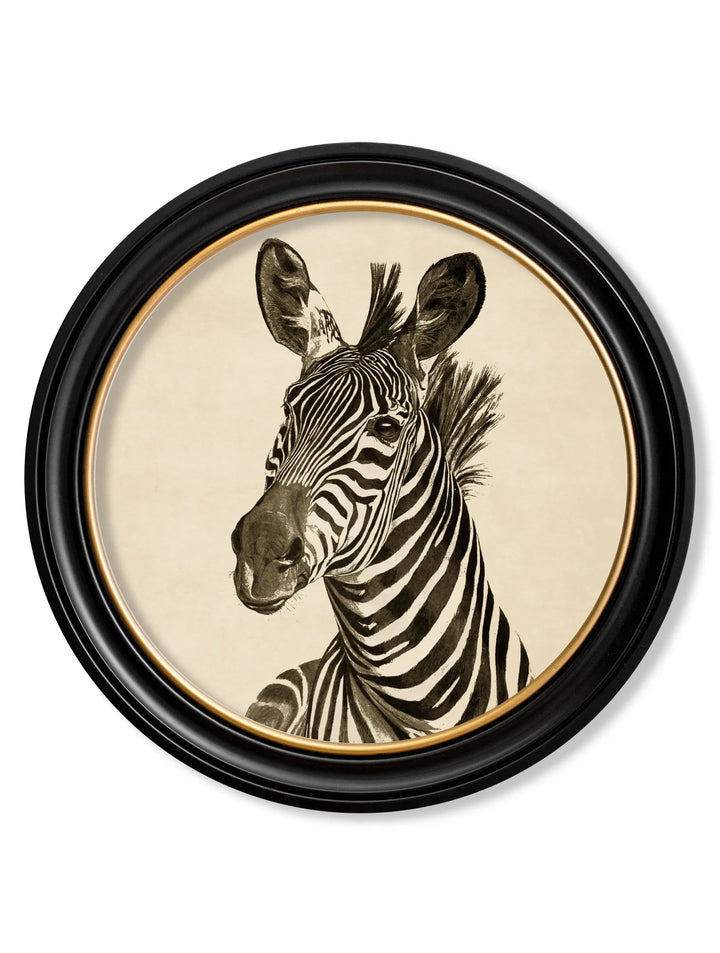 c1890 Zebra Illustrations in Round Frame - TheArtistsQuarter