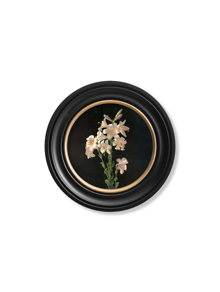 c.1874 George Cochran Lambdin Lillys - Round Frame - TheArtistsQuarter