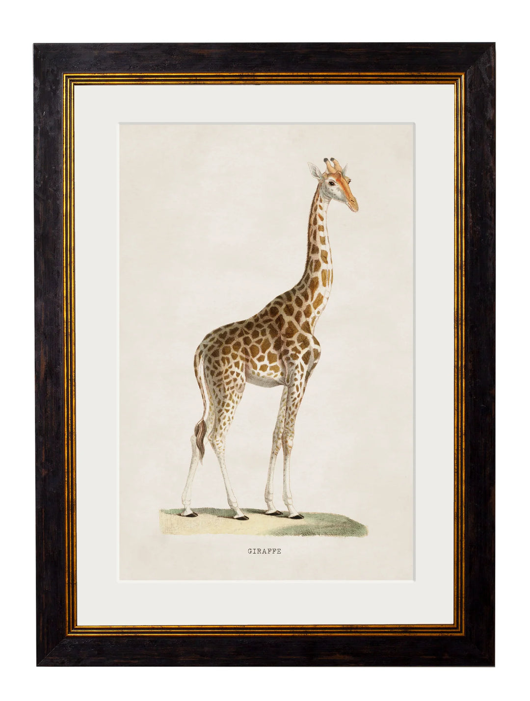 c.1836 Giraffe - TheArtistsQuarter