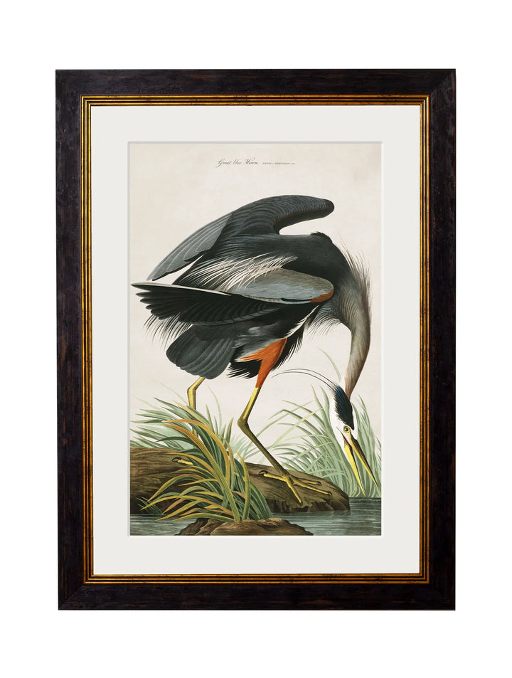 c.1838 Audubon's Great Blue Heron - TheArtistsQuarter