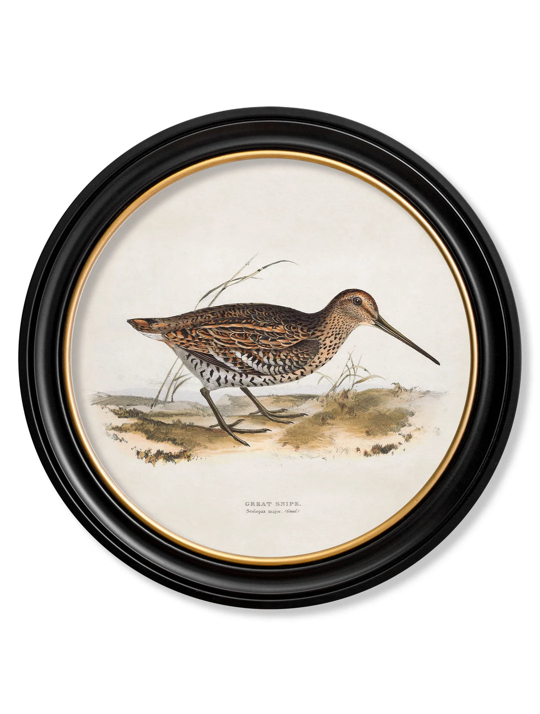 c.1837's British Game Birds - Round Frame - TheArtistsQuarter