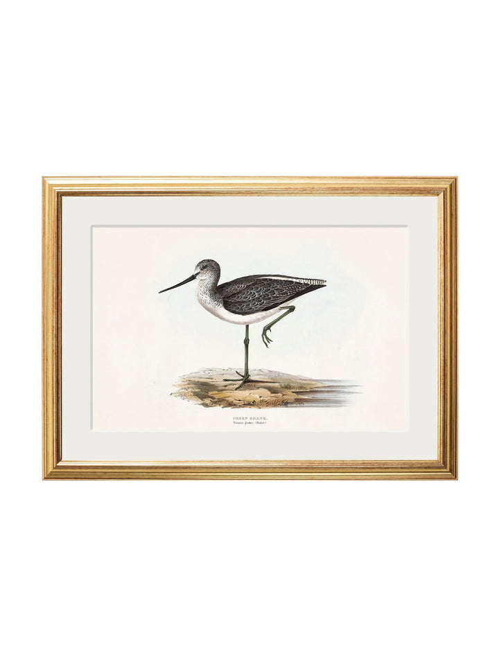 c.1837's British Coastal Birds - TheArtistsQuarter