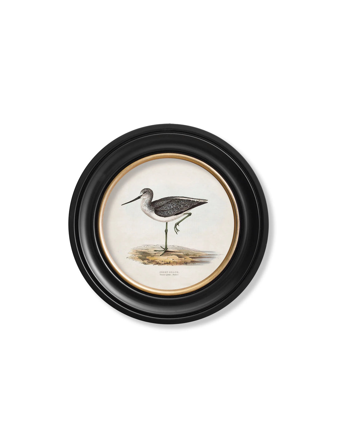 c.1837's British Coastal Birds - Round - TheArtistsQuarter