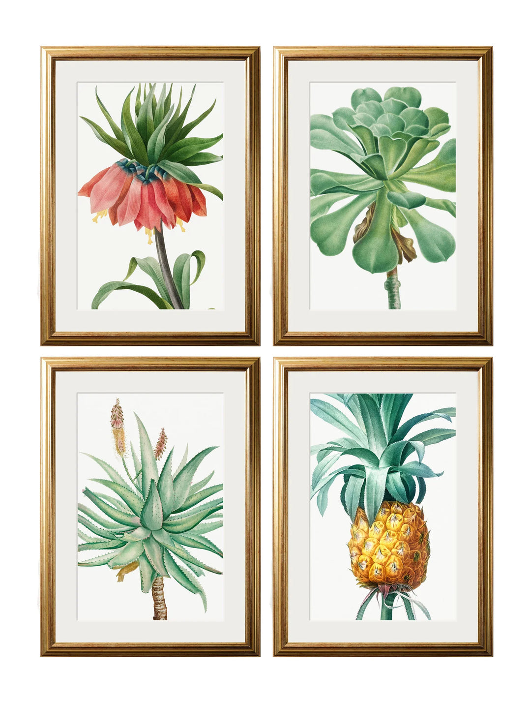 Botanical Nature Illustrations Set of 4 Prints - TheArtistsQuarter