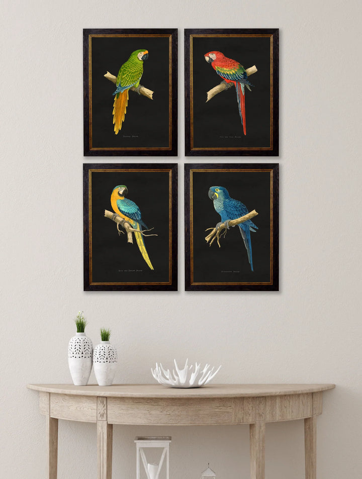 c.1884 Macaws - TheArtistsQuarter